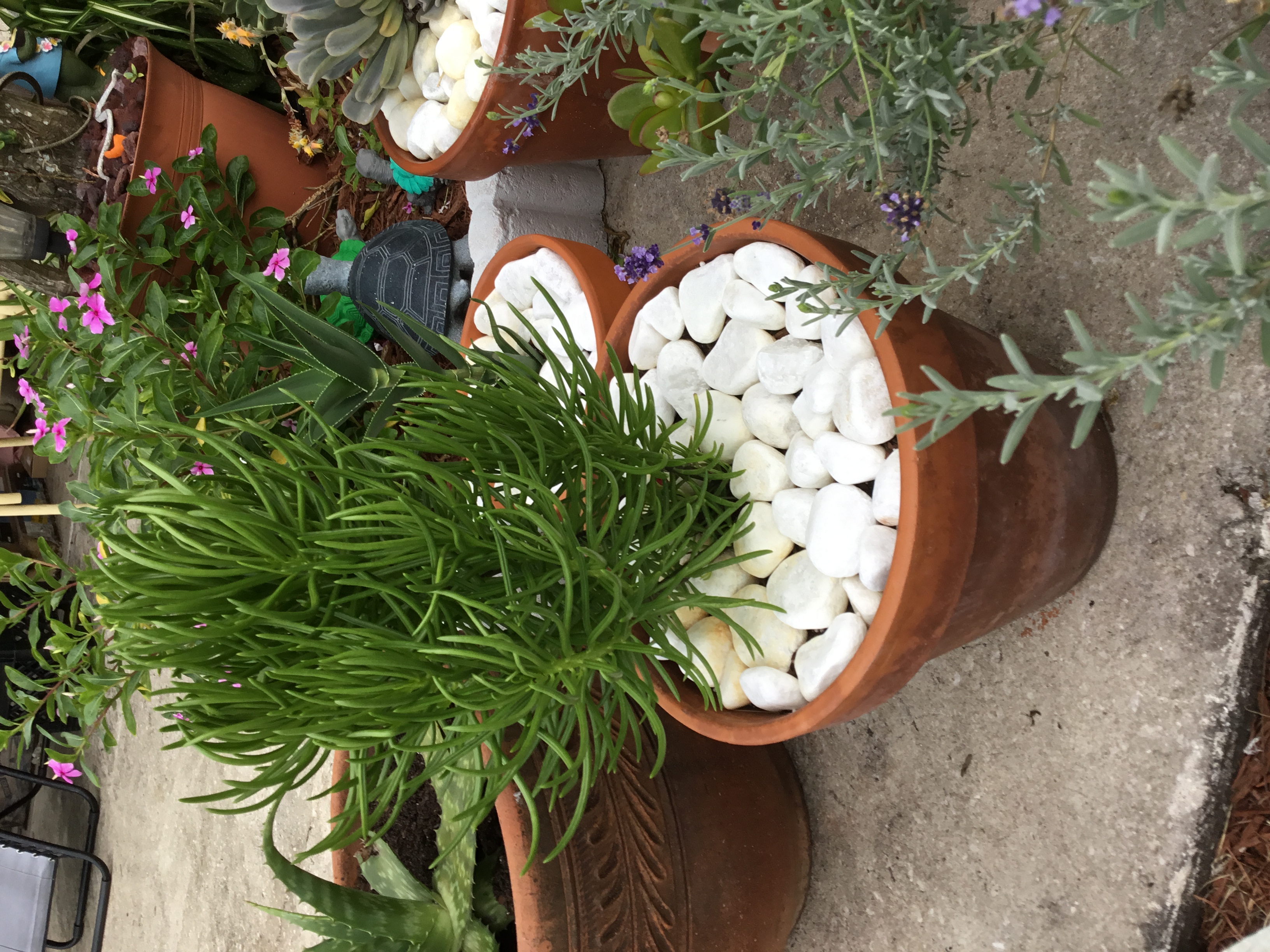 Senecio Barbertonicus 2.jpg